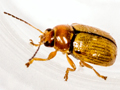 Cryptocephalus pusillus